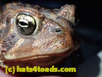 /home//u458753944/public_html/sourcegallery//Roxborough Toad Detour/2013-2019/2017/P4050677.JPG